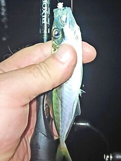 С пирса — хамса, с лодки — скумбрия: морская рыбалка показала разницу по ставриде