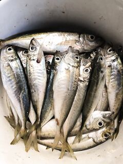 Севастополь после шторма: пилькеры на дальнем, ночью мелочь у пирса — реплики отрабатывают