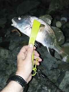 Ночная прогулка: рыбалка на отводной 14 г, потом бомбарда, ставридка вечером и утром