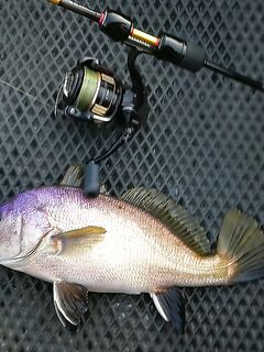 С лодки на стики и пилькеры: рыбалка по горбылю и скорпене удалась, караси добавили темп