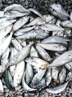 Выбор палок под море: рыбалка показала, что Viper Select 802 и X1 702M закрывают темы