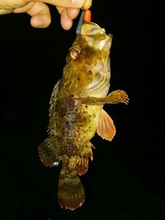 Вечером раздача на ставки и железо молчит: рыбалка по ершу на джиг-риг и загадочные «откусы»