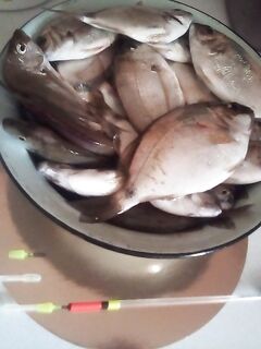 Рассветный максимум до 20 см: рыбалка бодро клевала на 20–40 м и быстро стихла