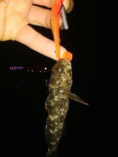 Антикарась и хвосты: рыбалка показала «кусателей», горбылик на джиг-риг и зачётные колючки