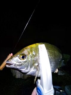 Ночь, дождь и «лошади» ставриды: морская рыбалка в раздачу два часа подряд