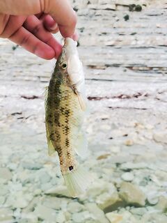 Без наката зашёл дальше: морская рыбалка на барабульку и карася, сход «паровозика»