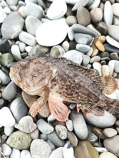 Закатная точка нашлась: морская рыбалка на УЛ — скорпены до 200 г, ставридки и малыш-горбылик