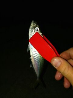 Ночной поиск ерша не сложился: морская рыбалка встала, а ставрида включилась и радовала