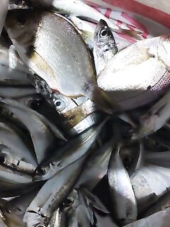 Центральный пирс, вечера стабильные: рыбалка по ставриде, горбыль — редкий бонус