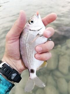 После ливня — реванш: карась покрупнее и одна «кукушка» ушла с рук