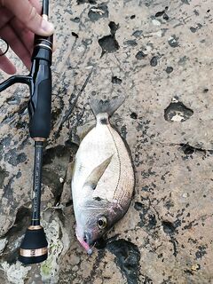 Сильный накат: из «жирных» мест выгнал, в запасных — по паре рыбин