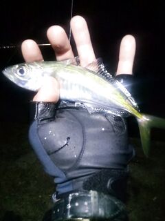 Перед дождём ставрида «включается»: бомбарда 2 г выручила