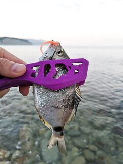 Карась в траве и встреча у берега: лучше брал возле «пахучей» точки