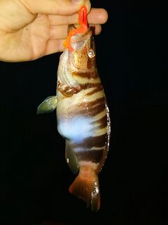 Когда вода 18–20: ерш на джиг-риг 6 г, потом спас отводной и коптилка