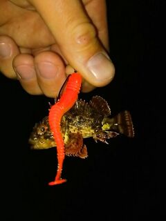 Ночной ершинг: джиг-риг молчал, отводной оживил — до ветра ловил сериями