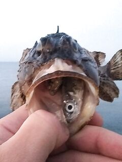 Ерш взрослеет к ночи: тиролька + отводной и Lucky John Tioga в лидерах