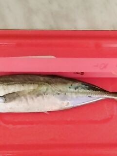 Ставридка — 23 см, проверял по мотовилу 25: размер радует