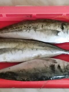 Ночной накат и редкая ставрида: аджинговые крючки почти исключают сходы