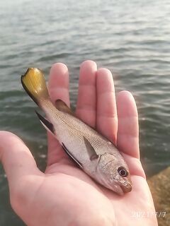 Идентификация трофея: да, это горбылёк в кадре