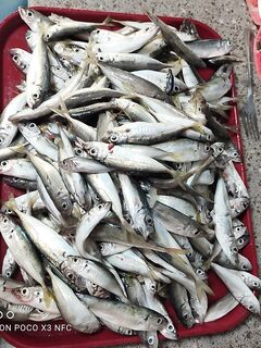 Далеко от берега и разнорыбица: самодур, резаная ставрида, креветка