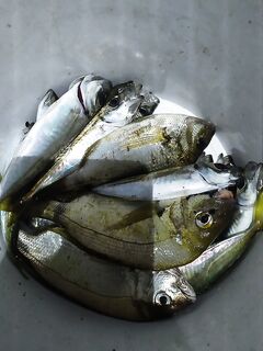 Ушли в полночь — а ставрида включилась: окно клёва после 00:00