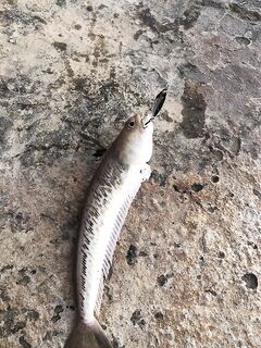 Песчаное после штормов: 17°, днём тишина, после 22:45 ставрида подходами