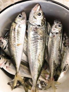 Ставрида ночью в Песчаном: пилькер 7 г и светящийся силикон, атаки снизу вверх