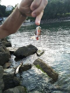 Курьёз с барабулькой: на полпути кто-то отгрыз половину