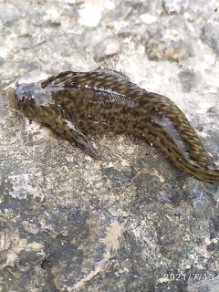 Первый ласкирь — прикольно; второй «зверь» не опознали