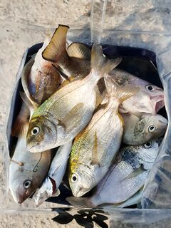 Утренняя разнорыбица: короткий выезд закрыл виды