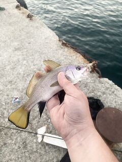 Вечер под насмешки «ставридных»: ноль до заката и один честный удар после