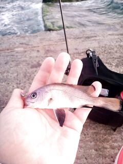 Ставридка до часу ночи: форелевая 2.8 как буллер с «маракуйей» вытащила рыбалку