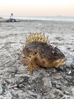 Трещина на тревеле и много поклёвок: Алушта, без трофея, но азарт жив