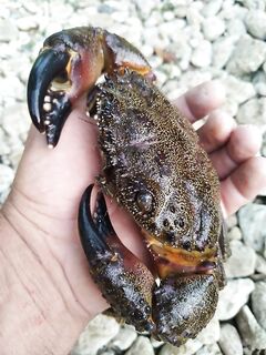 Подводная разведка днём: медузы, скаты, кефаль — карту дна набросал