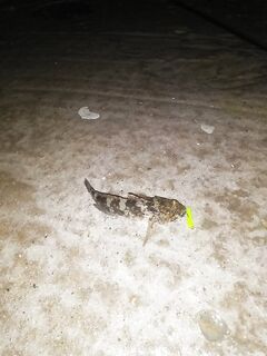 Кабардинка: утро — пелагика на ставриду, вечер — тиролька по дну