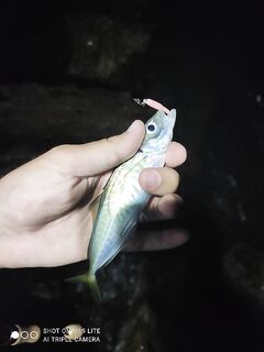 Мутняк и волнение: 30 минут, пара рыб и отстрел бомбарды — спать