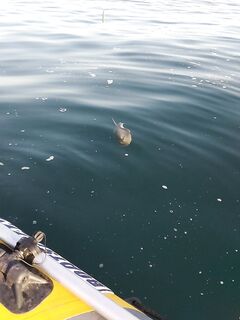 Малореченское: спустил лодку, «котёнок» и ставридка для жены