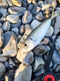 Пилькер 7 г в работе: калибр под вечерние выбросы по ставриде