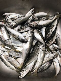 Два дня контраста: с пирса ноль, в море пилькеры на 7–10 м выручили