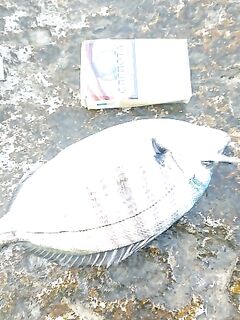 Утром на волнорезе: жаркая вода, мелкий карась и план на вечер