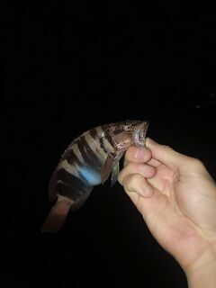 Онлайн у Бытхи: сын ловит резиной — семейная смена поколений