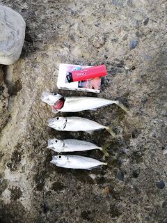 Хоста с 4:30 до 8:00: червь на боне, поклёвки вялые — ждём окно