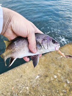 «Ясельная группа» у берега: мелочь активничает, шутим, но ловим