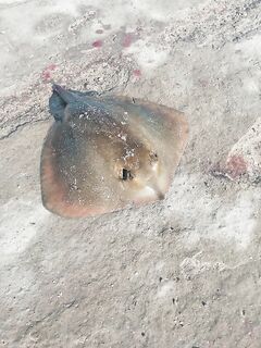 Скат тянул 20 минут: трудовая сессия, бычки мелкие, ставрида бастует