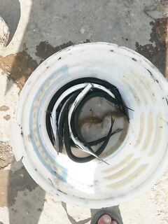 Сарган проклюнулся: отдохнули, сгорел, ската отпустили — как положено