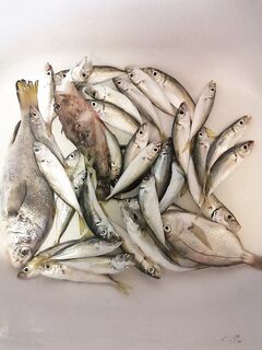 Хоста, вечер-ночь: 30 ставрид, барабуля, ерш и горбыль — трудовая