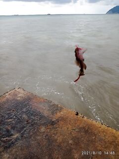 Идентификация трофея: бычок или собачка — пойман на силикон