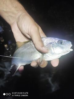 Короткое окно в 21:40: крупная ставрида, затем тишина и один горбыль