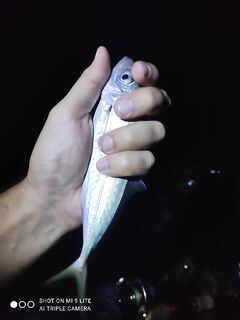 Вечер в Хосте: прозрачная вода, размерная ставрида, горбыли молчат