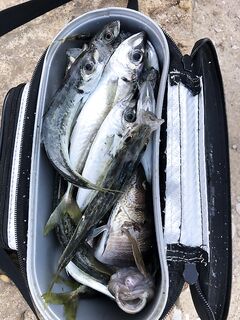 Не спешить: в 8:10 «прощальные забросы» и ставрида включилась до 10